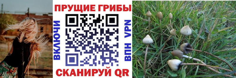 купить наркотики сайты  Ростов-на-Дону  Галлюциногенные грибы прущие грибы 